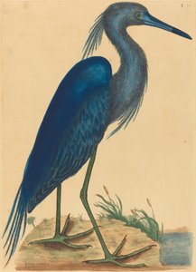 द ब्लू हेरॉन आर्डिया कोएरुलिया, 1731-1743 प्रकाशित। द्वारा मार्क केट्सबी