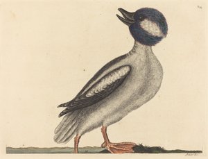 बफ़ेल्स हेड डक (अनस बुसेफला) द्वारा मार्क केट्सबी