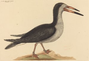 कटवॉटर (राइनचॉप्स नाइग्रा) द्वारा Mark Catesby
