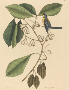 द फिंच क्रीपर पारस अमेरिकन, 1731-1743 प्रकाशित। द्वारा मार्क केट्सबी