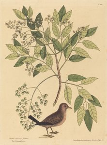 द ग्राउंड वेयर कोलंबा पासरिना, 1731-1743 प्रकाशित। द्वारा मार्क केट्सबी
