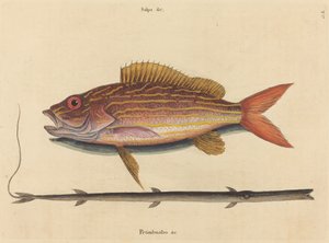लेन-स्नैपर स्पारस सिनाग्रिस, 1731-1743 प्रकाशित। द्वारा मार्क केट्सबी