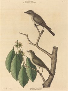 द लिटिल ब्राउन फ्लाईकैचर, प्रकाशित 1731-1743। द्वारा मार्क केट्सबी