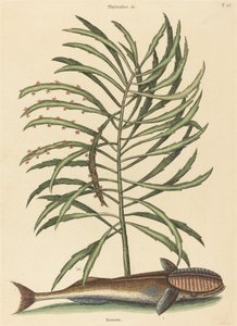 द सकिंग फिश एकेनिस नॉक्रेटिस, 1731-1743 में प्रकाशित हुआ। द्वारा मार्क केट्सबी