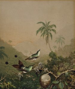 ब्राजील के हमिंगबर्ड्स II, सी। 1864-1865 (कागज पर हाथ से लगाए गए तेल के रंग के साथ क्रोमोलिथोग्राफ) द्वारा मार्टिन जॉनसन हेडे