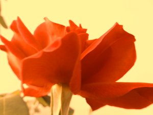 रोज डिजिटल आर्ट द्वारा मार्टिना कोनिट्ज़की
