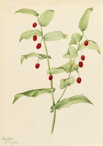 क्लैपिंग ट्विस्टेड डंठल स्ट्रेप्टोपस एम्पलेक्सिफोलियस, 1916। द्वारा मैरी वॉक्स वालकॉट