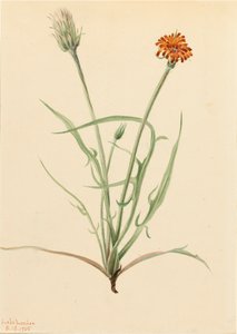 ग्रासलीफ एगोसेरिस एगोसेरिस ग्रैमिनिफोलिया, 1905। द्वारा मैरी वॉक्स वालकॉट