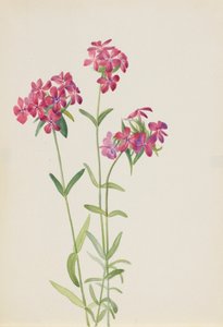 बालों वाली फ़्लोक्स फ़्लोक्स अमीना, सीए। 1930 के दशक की शुरुआत में। द्वारा मैरी वॉक्स वालकॉट