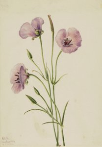 बकाइन Mariposa Calochortus देदीप्यमान, 1926। द्वारा मैरी वॉक्स वालकॉट