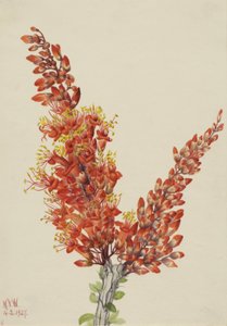 Ocotillo Fouquieria स्प्लेंडेंस, 1927। द्वारा मैरी वॉक्स वालकॉट