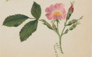 गुलाबी गुलाब, 1875। द्वारा मैरी वॉक्स वालकॉट