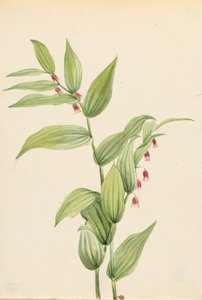 पिंक ट्विस्टेड डंठल स्ट्रेप्टोपस कर्विप्स, 1913। द्वारा मैरी वॉक्स वालकॉट