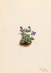 पर्पल माउंटेन वायलेट वायोला हुक, 1918।