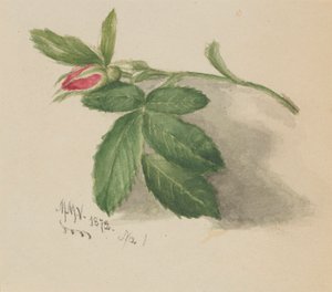 रोजबड, 1872। द्वारा मैरी वॉक्स वालकॉट