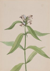 Turtlehead Chelone glabra, ca. 1917-1918.  द्वारा मैरी वॉक्स वालकॉट