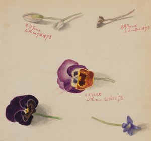 शीर्षकहीन -- फूल अध्ययन, 1873. द्वारा मैरी वॉक्स वालकॉट