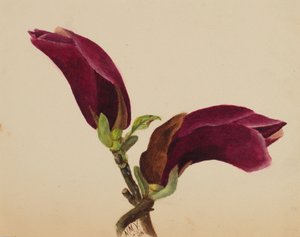 शीर्षकहीन--फ्लावर स्टडी, 1876। द्वारा मैरी वॉक्स वालकॉट