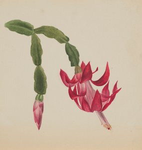 शीर्षकहीन -- फूल अध्ययन, 1878. द्वारा मैरी वॉक्स वालकॉट