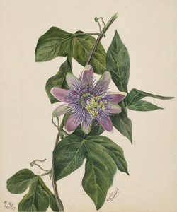 शीर्षकहीन -- फूल अध्ययन, 1879। द्वारा मैरी वॉक्स वालकॉट