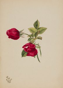शीर्षकहीन -- रोज़, 1878. द्वारा मैरी वॉक्स वालकॉट