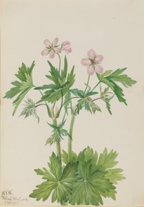 पश्चिमी Cranesbill Geranium चिपचिपापन, 1925। द्वारा मैरी वॉक्स वालकॉट