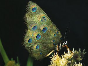  द्वारा मैट कोलिशॉ