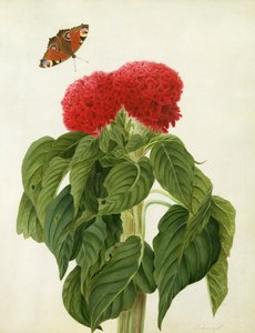 सेलोसिया अर्जेंटीना क्रिस्टाटा एंड बटरफ्लाई (wc और gouache on pencil on vellum)