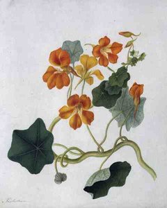 Tropaeolum (वेलम पर पेंसिल के ऊपर वॉटरकलर और गौचे)