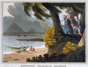 मिस्रवासी, मगरमच्छ को पकड़ना, 1813 द्वारा मैथ्यू डबबर्ग