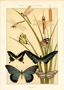  द्वारा मौरिस पिलार्ड वर्नेउइल