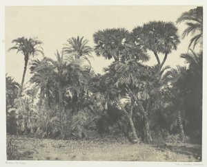 खजूर के ताड़ और खजूर के पेड़ की लकड़ी डौम्स, ऊपरी मिस्र, 184951, 1852 में छपी। द्वारा मैक्सिम डू कैंप