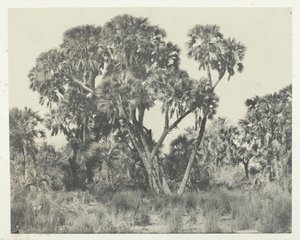 खजूर के पेड़ डौम्स, ऊपरी मिस्र, 184951, 1852 में मुद्रित। द्वारा मैक्सिम डू कैंप