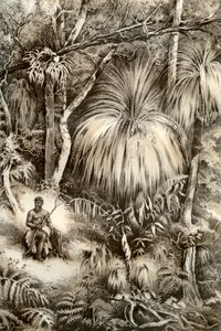 तस्मानियाई वन दृश्य, 1879 द्वारा McFarlane और Erskine