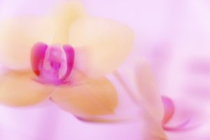 गुलाबी ORCHID