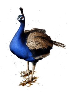  द्वारा माइक डेविस