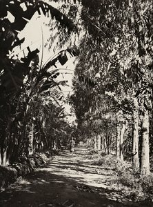 फासिस्ट युग में 'बिल्डिंग ए एम्पायर': चेरेन में एक फल ग्रोव, 09/05/1936 (बी/डब्ल्यू फोटो) द्वारा मोडेस्टिनो बाल्डिनेटी