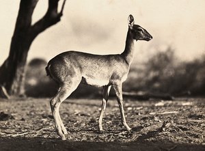 फासीवादी युग में 'बिल्डिंग ए एम्पायर': सेतित की एक बकरी, 09/05/1936 (बी/डब्ल्यू फोटो) द्वारा मोडेस्टिनो बाल्डिनेटी