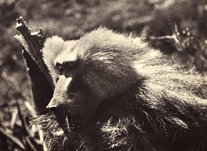 फासीवादी युग में 'बिल्डिंग ए एम्पायर': एक बंदर, 09/05/1936 (बी/डब्ल्यू फोटो) द्वारा मोडेस्टिनो बाल्डिनेटी