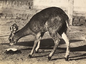 फासीवादी युग में 'बिल्डिंग ए एम्पायर': एक मृग, 09/05/1936 (बी/डब्ल्यू फोटो) द्वारा मोडेस्टिनो बाल्डिनेटी