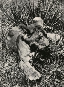 फासीवादी युग में 'बिल्डिंग ए एम्पायर': एक युवा शेर का उदाहरण, 09/05/1936 (बी/डब्ल्यू फोटो) द्वारा मोडेस्टिनो बाल्डिनेटी