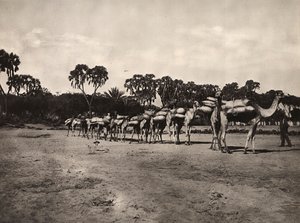 फासीवादी युग में 'बिल्डिंग ए एम्पायर': ऊंटों का कारवां, 09/05/1936 (बी/डब्ल्यू फोटो) द्वारा मोडेस्टिनो बाल्डिनेटी
