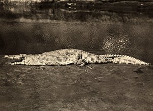 फासीवादी युग में 'बिल्डिंग ए एम्पायर': क्रोकोडाइल, 09/05/1936 (बी/डब्ल्यू फोटो) द्वारा मोडेस्टिनो बाल्डिनेटी
