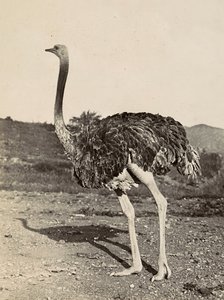 फासीवादी युग में 'बिल्डिंग ए एम्पायर': एक शुतुरमुर्ग का उदाहरण, 09/05/1936 (बी/डब्ल्यू फोटो) द्वारा मोडेस्टिनो बाल्डिनेटी