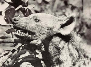 फासीवादी युग में 'बिल्डिंग ए एम्पायर': हाइना का प्रमुख, 09/05/1936 (बी/डब्ल्यू फोटो) द्वारा मोडेस्टिनो बाल्डिनेटी
