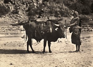 फासीवादी युग में 'बिल्डिंग ए एम्पायर': खानाबदोश, 09/05/1936 (बी/डब्ल्यू फोटो) द्वारा मोडेस्टिनो बाल्डिनेटी