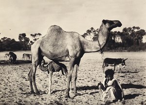 फासीवादी युग में 'बिल्डिंग ए एम्पायर': खानाबदोश, 09/05/1936 (बी/डब्ल्यू फोटो) द्वारा मोडेस्टिनो बाल्डिनेटी