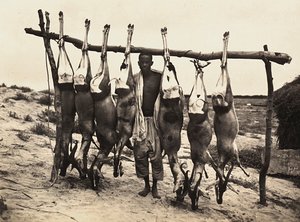 फासीवादी युग में 'बिल्डिंग ए एम्पायर': कुछ कैद हिरण, 09/05/1936 (बी/डब्ल्यू फोटो) द्वारा मोडेस्टिनो बाल्डिनेटी