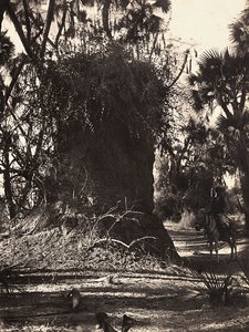 फासीवादी युग में 'बिल्डिंग ए एम्पायर': दीमक कॉलोनी, 09/05/1936 (बी/डब्ल्यू फोटो) द्वारा मोडेस्टिनो बाल्डिनेटी