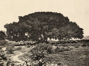 फासीवादी युग में 'बिल्डिंग ए एम्पायर': "सिकोमोरो", 1896 में एडुआ में इतालवी कैदियों की अदालत, 09/05/1936 (बी/डब्ल्यू फोटो) द्वारा मोडेस्टिनो बाल्डिनेटी